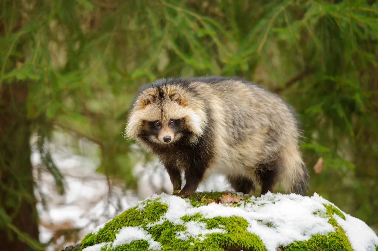 ¿Conoces al tanuki? Animal mágico para la cultura nipona